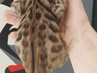 BENGAL KEDİSİ YAVRULARI
