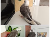 3 aylık WF erkek olduğu garanti renk güzeli sultan