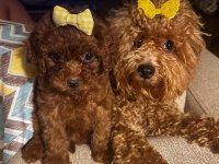 Red brown poodle kızımız
