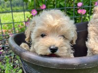 IRK GARANTİLİ MALTİPOO YAVRULARI