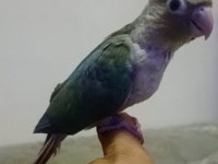 EL BESLEME KONUR BEBEK