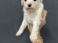 Minik yavru köpekler yeni yuvasına gitmeye hazırlar