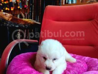 Bembeyaz Güzellik Safkan Samoyed Yavrusu