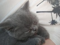 Anne baba biritish shorthair