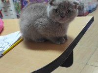 Dişi scottish fold yavrumuz