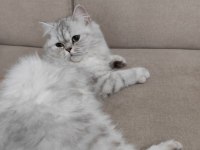 Silver British Longhair