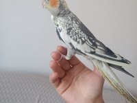 Yurtdışına çıkacağım için kuşumu satıyorum