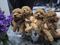 Toy poodle 1 numara