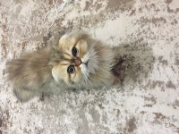 british longhair golden
