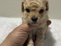 Apricot renk dişi poodle yavru 1 aylık