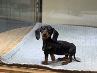 Sosis Irkı Dachshund Yavrularımız Çiftlikten Sizlerle