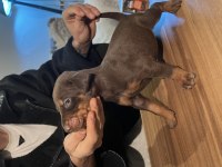 Muhteşem güzellikte Kızıl Doberman Yavruları