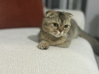 Scottish Fold Kedimiz Ücretsizdir