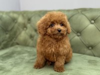 TOY GARANTİLİ DİŞİ RED BROWN TOY POODLE YAVRULARIMIZ