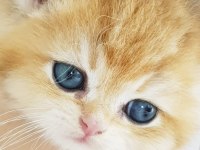 Ankaranın  en güzel golden longhair yavruları