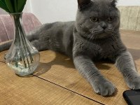 Merhaba ben british shorthair duman