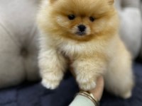 A kalite pomeranian bebekler