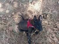 A kalite sağlam kan hattı malinois