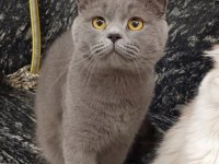 Erkek scottish fold british shorthair 2 yaşında
