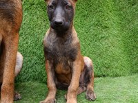 3 Aylık Dişi Güzeli Malinois Manken Şila