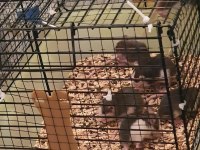 Cüce fancy rat 3 aylık erkek