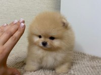 Show kalite a class pomeranian boo erkek dişi