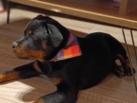 4 aylık dişi rottweiler