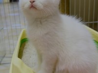 British Shorthair Yavru Kedimiz