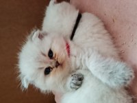 Golden British Shorthair Bebekler