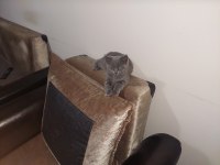 British shorthair yavru