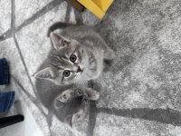 İki aylık british shorthair yeni sahiplerine hazır