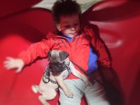 2 aylık pug