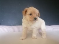 Muhteşem safkan maltipoo bebişler