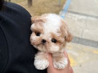 Seker kıvamında maltipoo bebeklerimiz