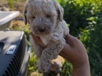 Masal gibi bir maltipoo dostluk sizi bekliyor