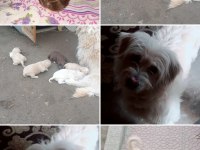 Terrier Maltese Yavrularımız A Kaliteli