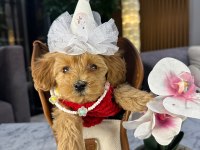 GÜZEL MALTİPOO KIZIM MİA