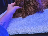 Anne ve baba yanından safkan micro tea cup poodle