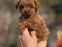 AŞILI ÇİŞ EĞİTİMLİ TEACUP TOY POODLE 