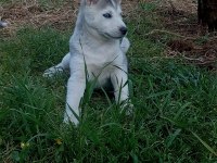 Husky sibirya kurdu