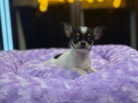 Orj teacup chihuahua bebeklerimiz (ŞİVAVA)