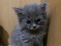SCOTTİSH VE BRİTİSH 4 ADET ERKEK YAVRU