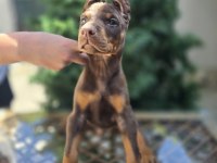 Kızıl Ve Klasik King Doberman Yavrular
