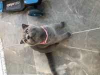 Oyuncu maya scottish fold
