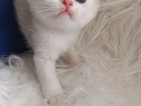 Bursa Golden British shorthair Yavrular Acil Sahiplendirme