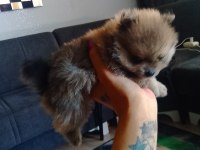 Adana Sarıçam 0 numara dişi pomeranian boo ayı surat