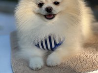 Kutup Ayısı Pomeranian Boo