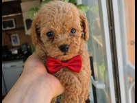 Maltipoo cins yavru