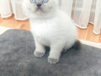 1 DİŞİ VE 1 ERKEK BLUEPOİNT KEDİLERİMİZ