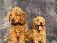 Çikolata tadında maltipoo browniler